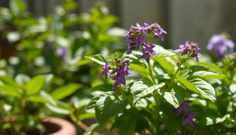 10 Amazing Benefits of Holy Basil for Your Health